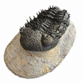 Drotops armatus Trilobite (5" on 6 x 3.5" Matrix)