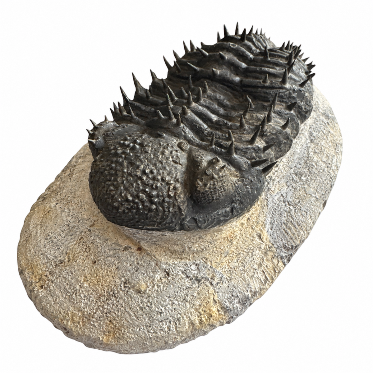 Drotops armatus Trilobite (5" on 6 x 3.5" Matrix)