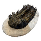 Drotops Trilobite (4.75" on 5.5 x 3" Matrix)