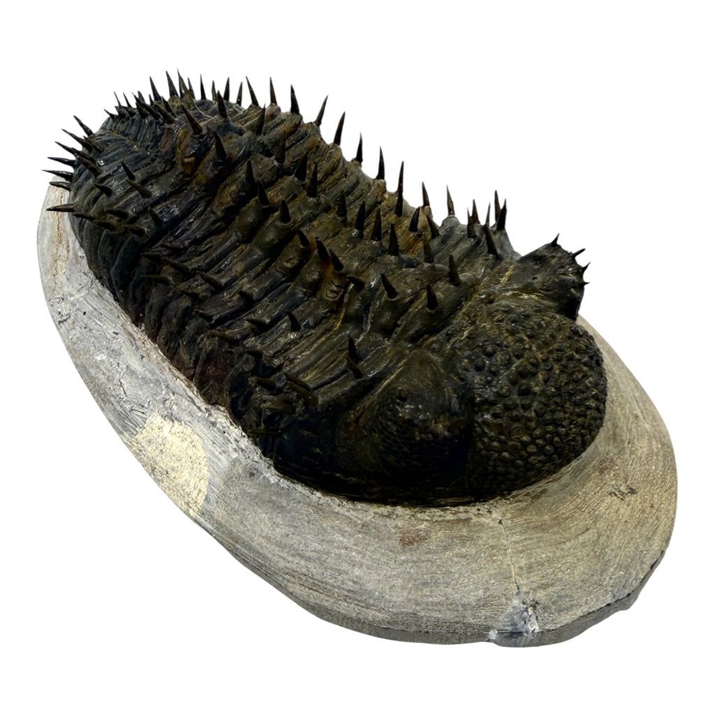 Drotops Trilobite (4.75" on 5.5 x 3" Matrix)
