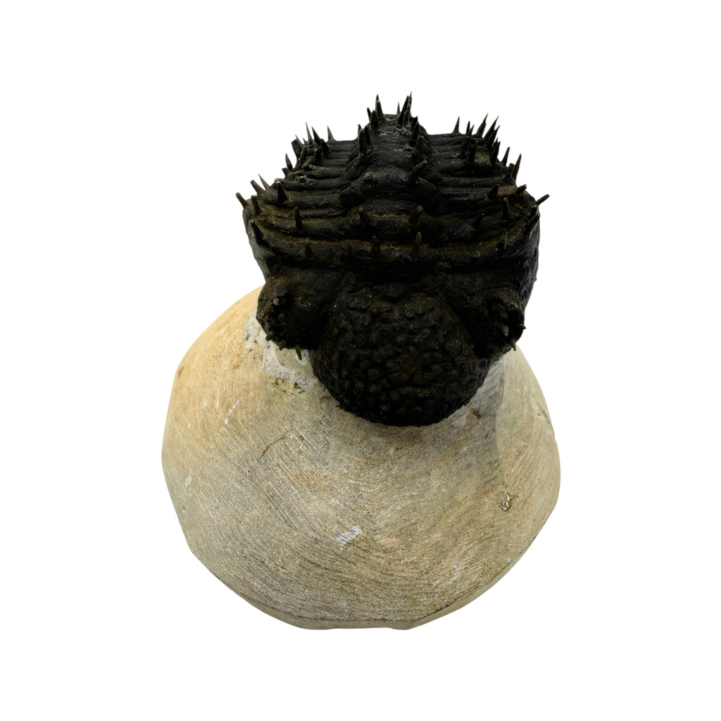 Drotops Trilobite (3.5" on 4.5 x 4" Matrix)