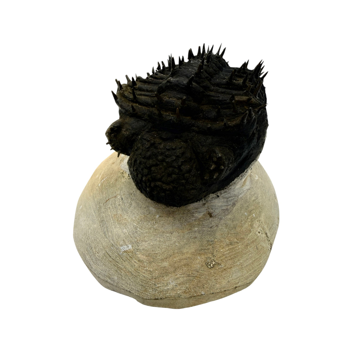 Drotops Trilobite (3.5" on 4.5 x 4" Matrix)
