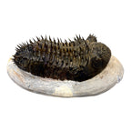 Drotops Trilobite (4.75" on 5.5 x 3" Matrix)