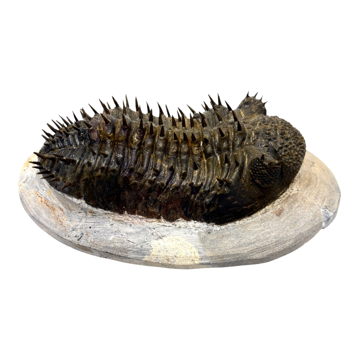 Drotops Trilobite (4.75" on 5.5 x 3" Matrix)