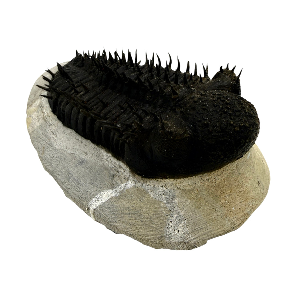 Drotops Trilobite (4.5" on 5.5 x 3" Matrix)
