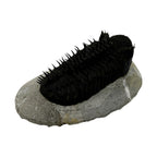Drotops Trilobite (4.5" on 5.5 x 3" Matrix)