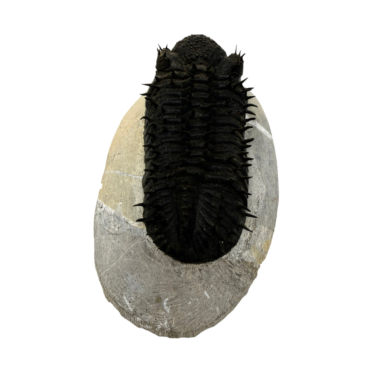 Drotops Trilobite (4.5" on 5.5 x 3" Matrix)