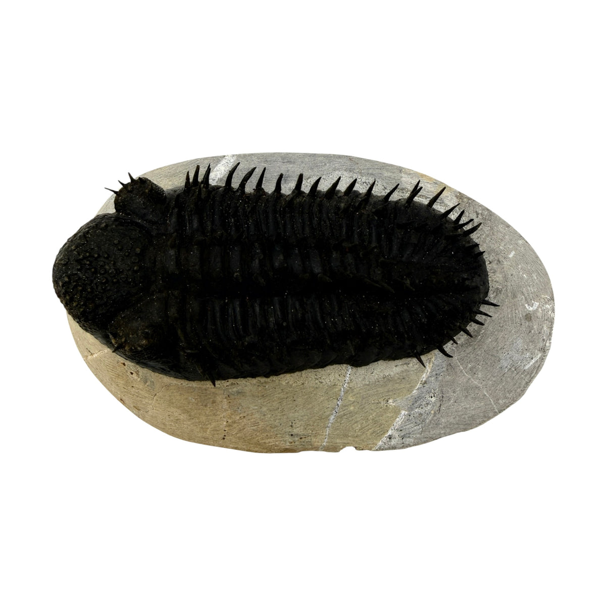 Drotops Trilobite (4.5" on 5.5 x 3" Matrix)