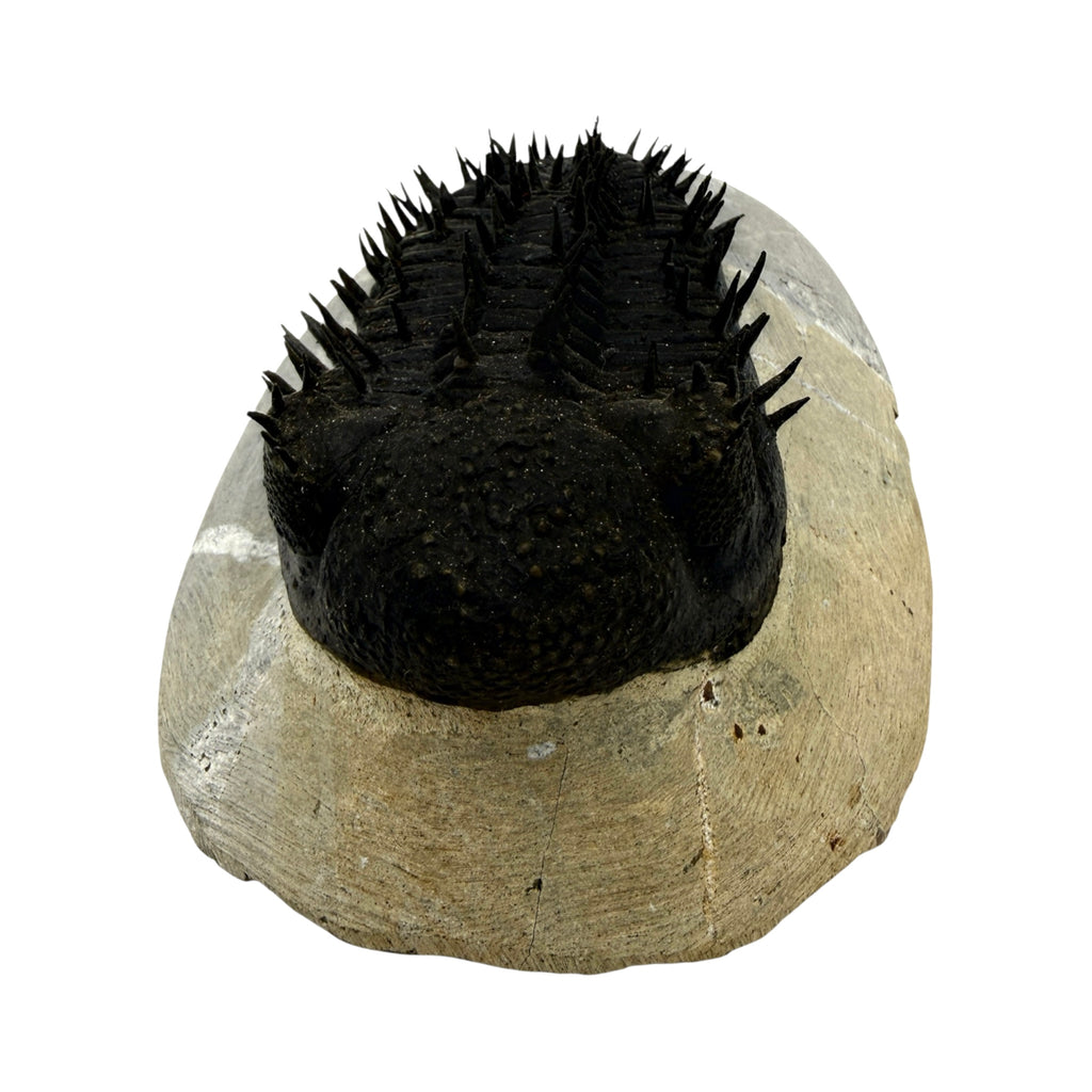 Drotops Trilobite (4.5" on 5.5 x 3" Matrix)