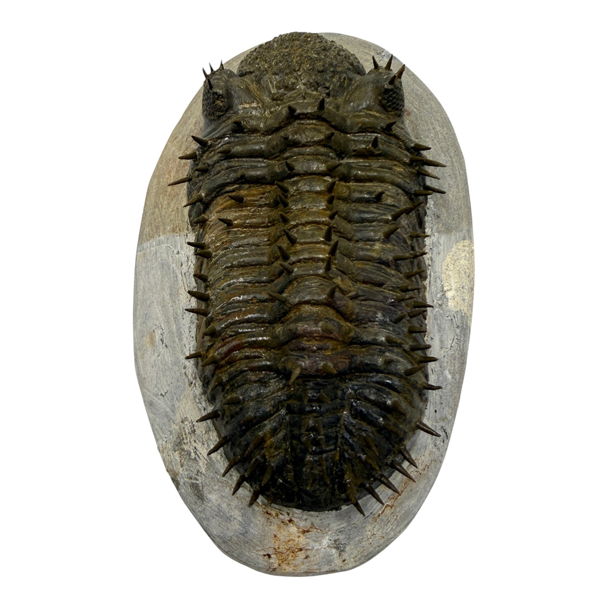 Drotops Trilobite (4.75" on 5.5 x 3" Matrix)