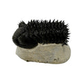 Drotops Trilobite (4" on 4.5 x 4" Matrix)