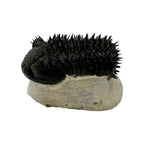Drotops Trilobite (4" on 4.5 x 4" Matrix)
