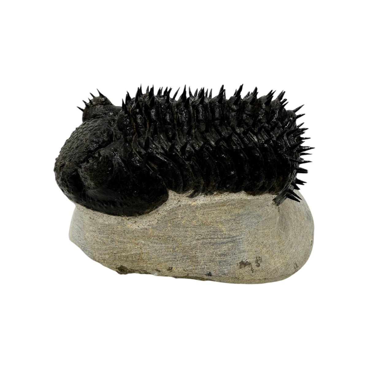 Drotops Trilobite (4" on 4.5 x 4" Matrix)