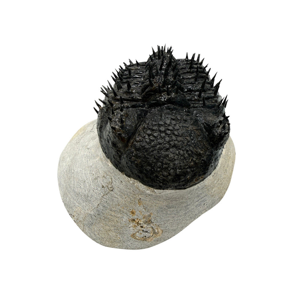 Drotops Trilobite (4" on 4.5 x 4" Matrix)