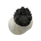 Drotops Trilobite (4" on 4.5 x 4" Matrix)