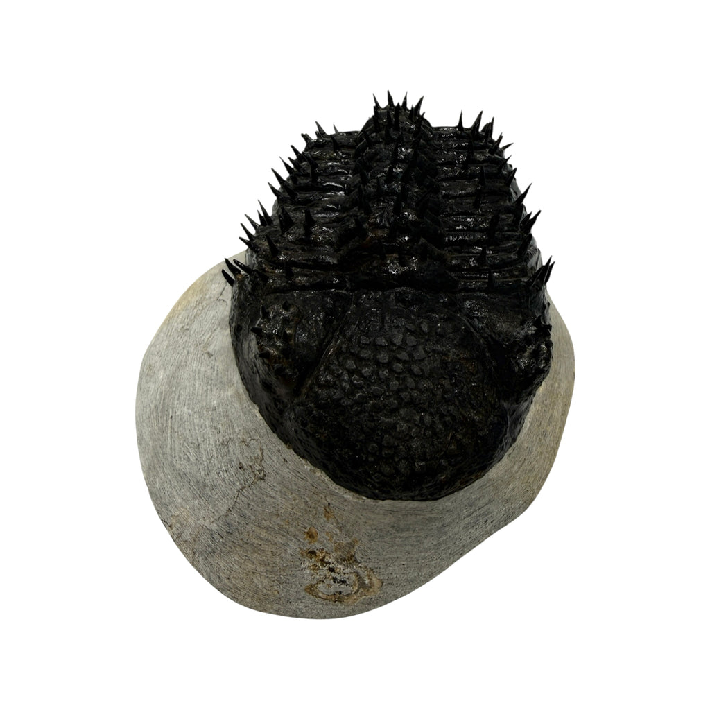 Drotops Trilobite (4" on 4.5 x 4" Matrix)