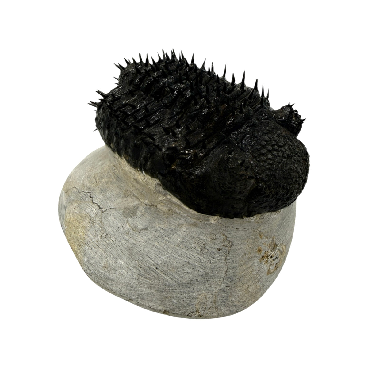 Drotops Trilobite (4" on 4.5 x 4" Matrix)