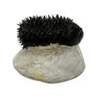 Drotops Trilobite (4" on 4.5 x 4" Matrix)