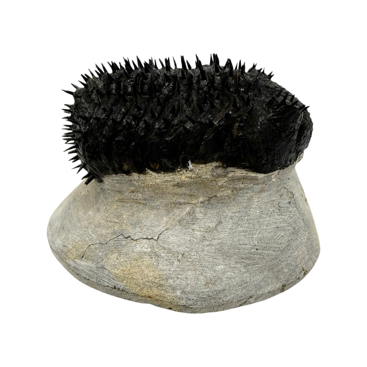 Drotops Trilobite (4" on 4.5 x 4" Matrix)