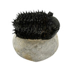 Drotops Trilobite (4" on 4.5 x 4" Matrix)