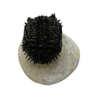 Drotops Trilobite (4" on 4.5 x 4" Matrix)