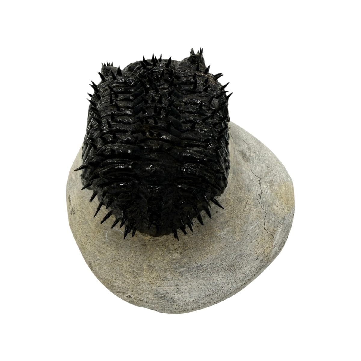 Drotops Trilobite (4" on 4.5 x 4" Matrix)