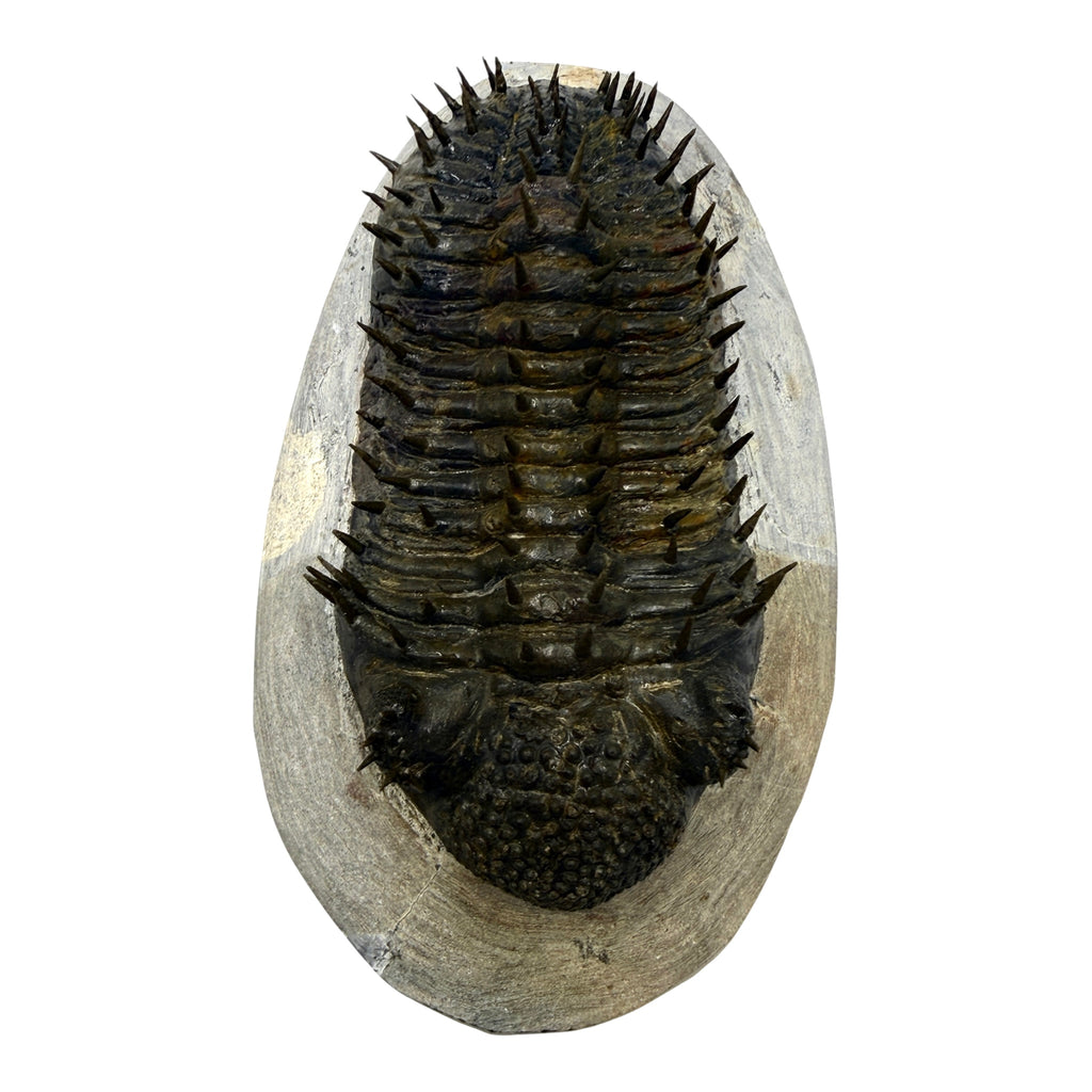 Drotops Trilobite (4.75" on 5.5 x 3" Matrix)