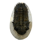 Drotops Trilobite (4.75" on 5.5 x 3" Matrix)