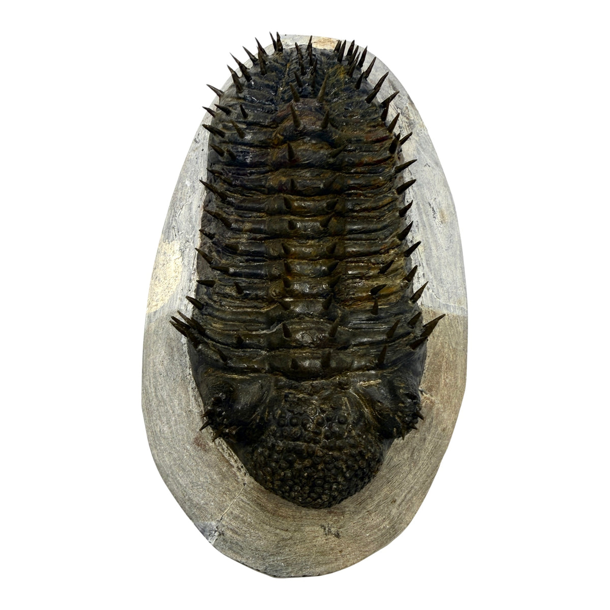 Drotops Trilobite (4.75" on 5.5 x 3" Matrix)