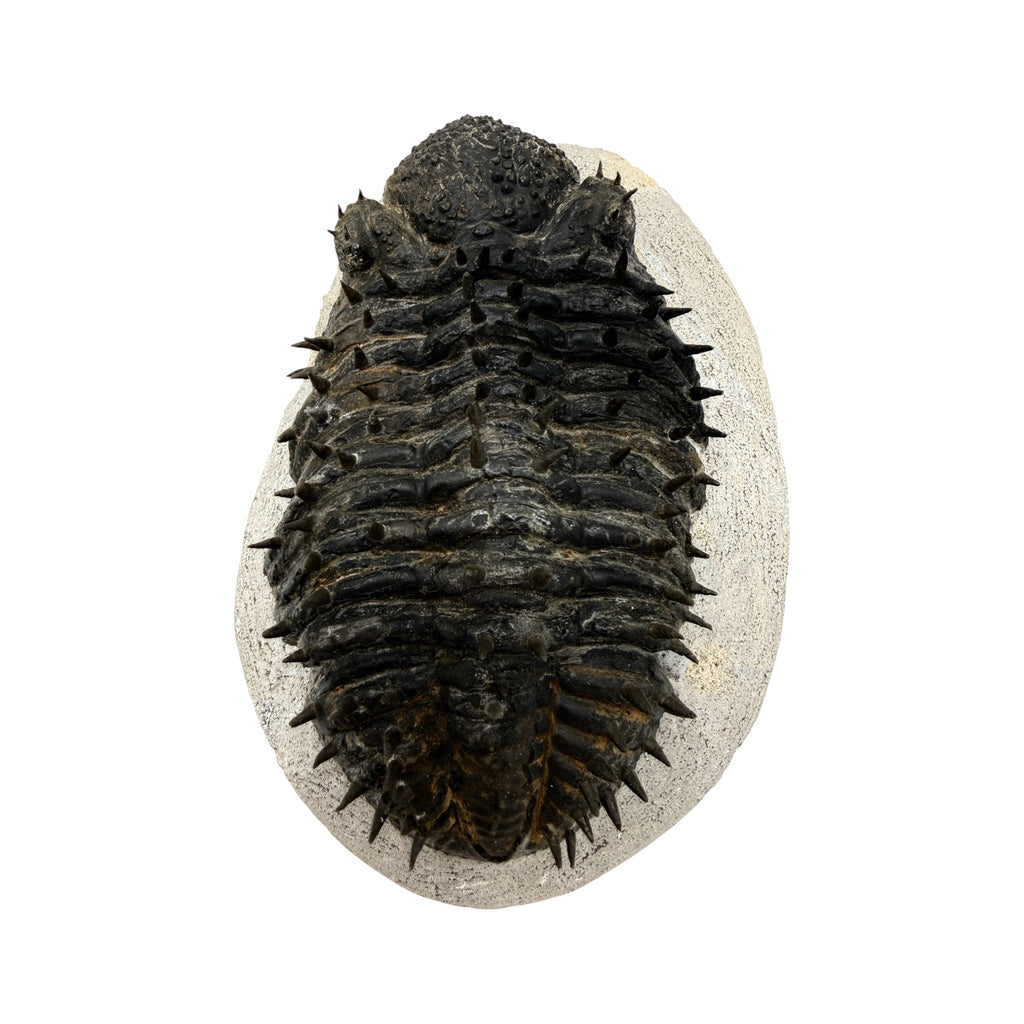 Drotops armatus Trilobite (5" on 6 x 3.5" Matrix)