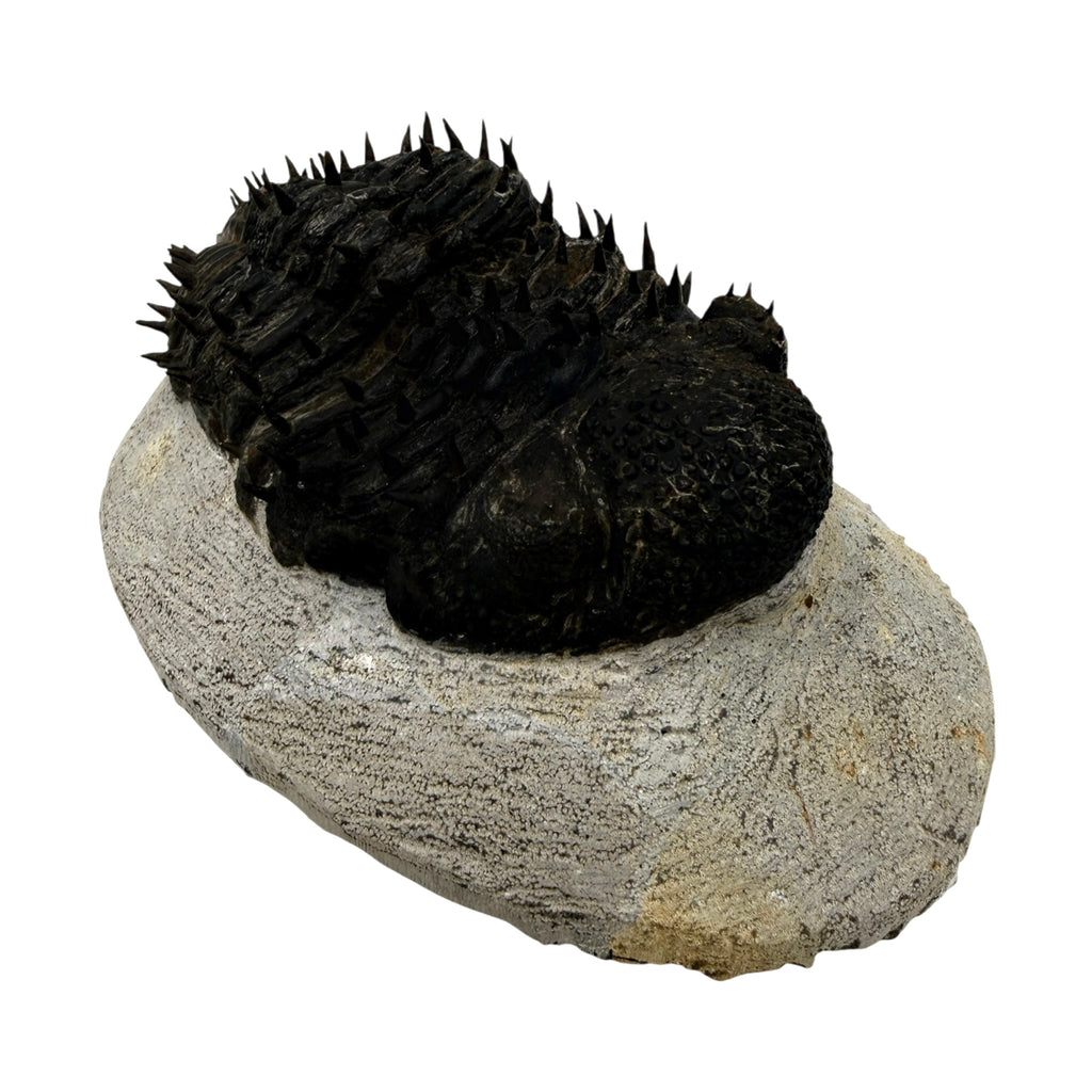 Drotops armatus Trilobite (5" on 6 x 3.5" Matrix)