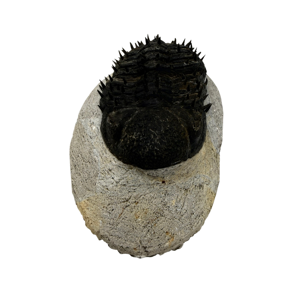 Drotops armatus Trilobite (5" on 6 x 3.5" Matrix)