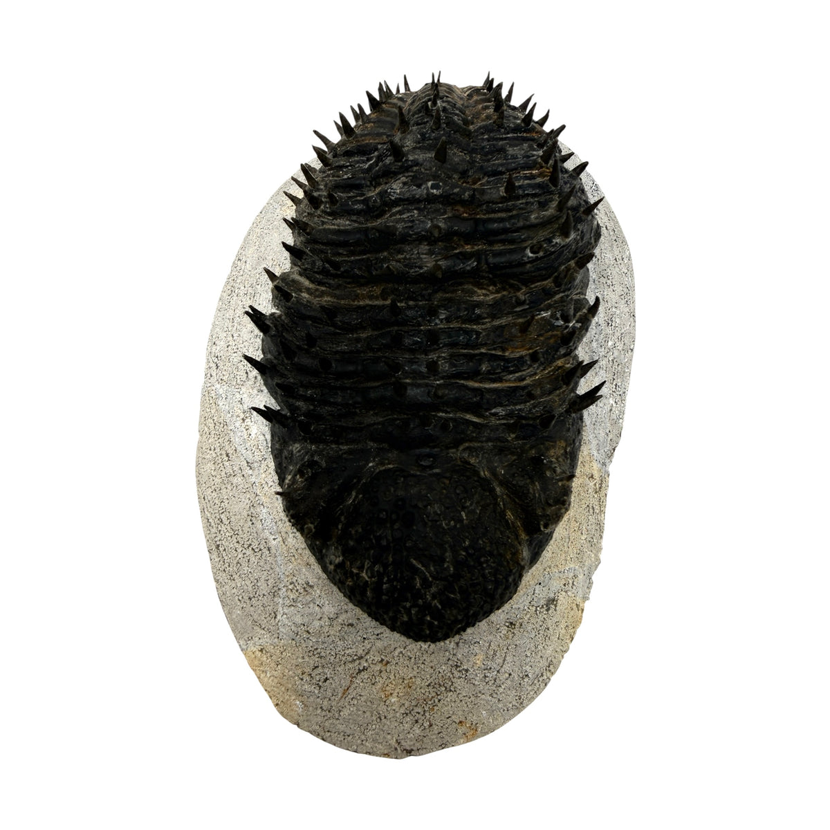 Drotops armatus Trilobite (5" on 6 x 3.5" Matrix)