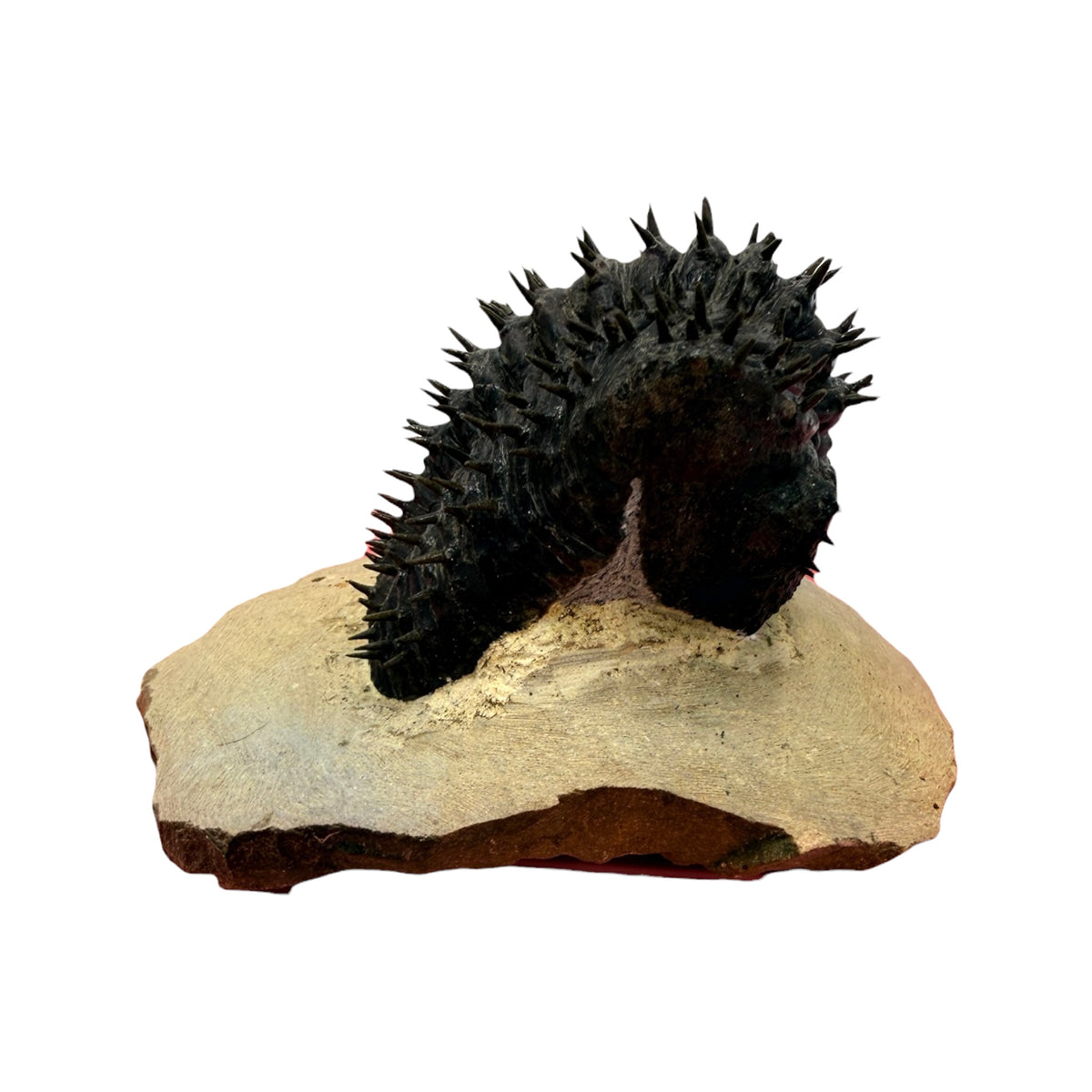 Drotops armatus Trilobite (2.5" on 4.5 x 3.75" Matrix)