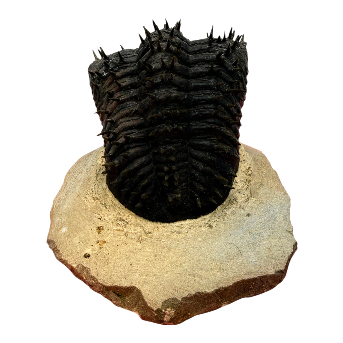 Drotops armatus Trilobite (2.5" on 4.5 x 3.75" Matrix)