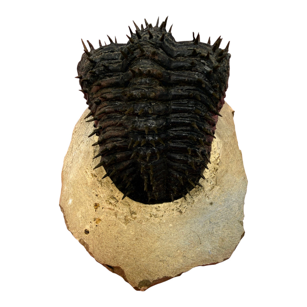 Drotops armatus Trilobite (2.5" on 4.5 x 3.75" Matrix)