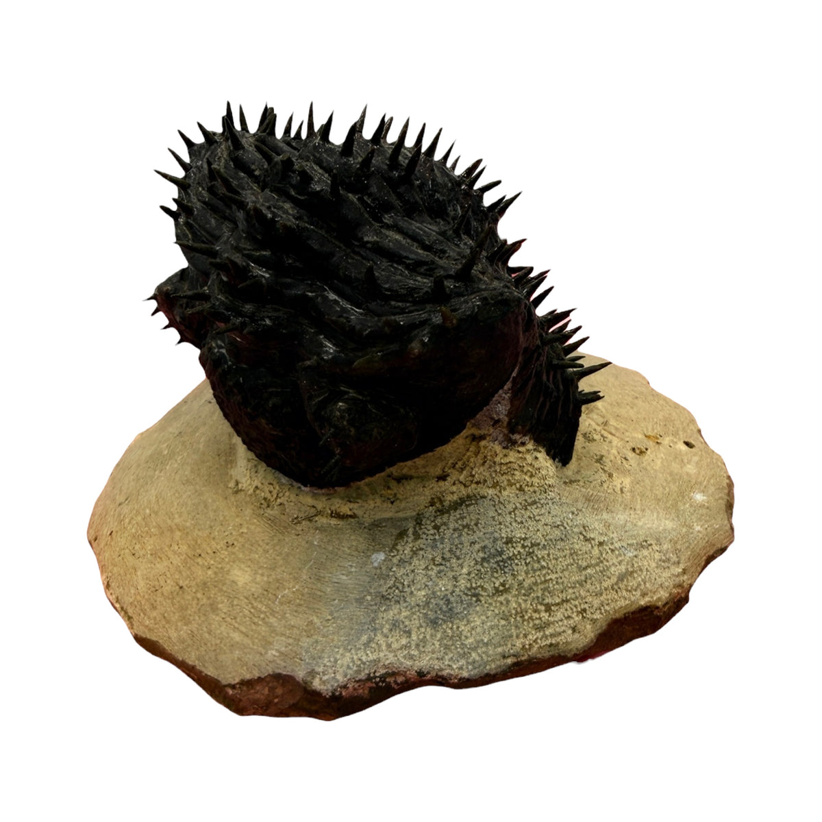 Drotops armatus Trilobite (2.5" on 4.5 x 3.75" Matrix)