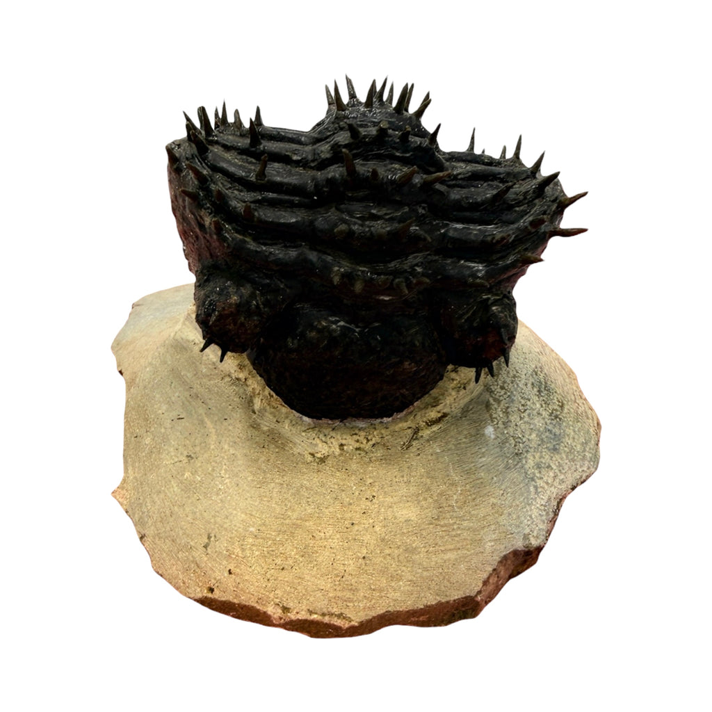 Drotops armatus Trilobite (2.5" on 4.5 x 3.75" Matrix)