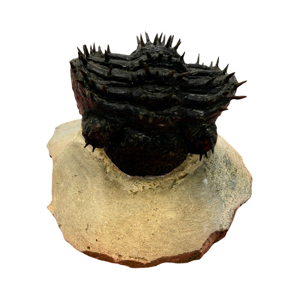 Drotops armatus Trilobite (2.5" on 4.5 x 3.75" Matrix)