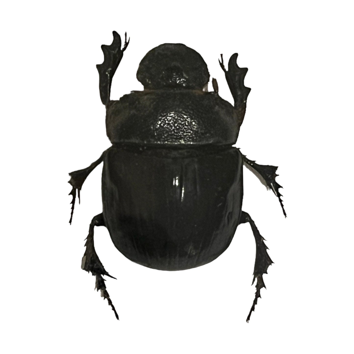 Dung Beetle