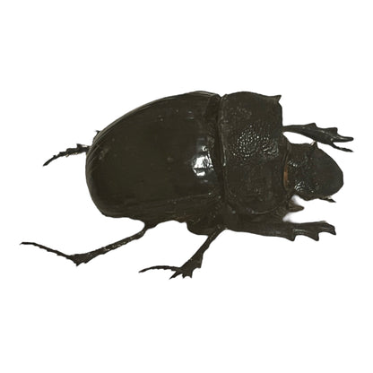 Dung Beetle