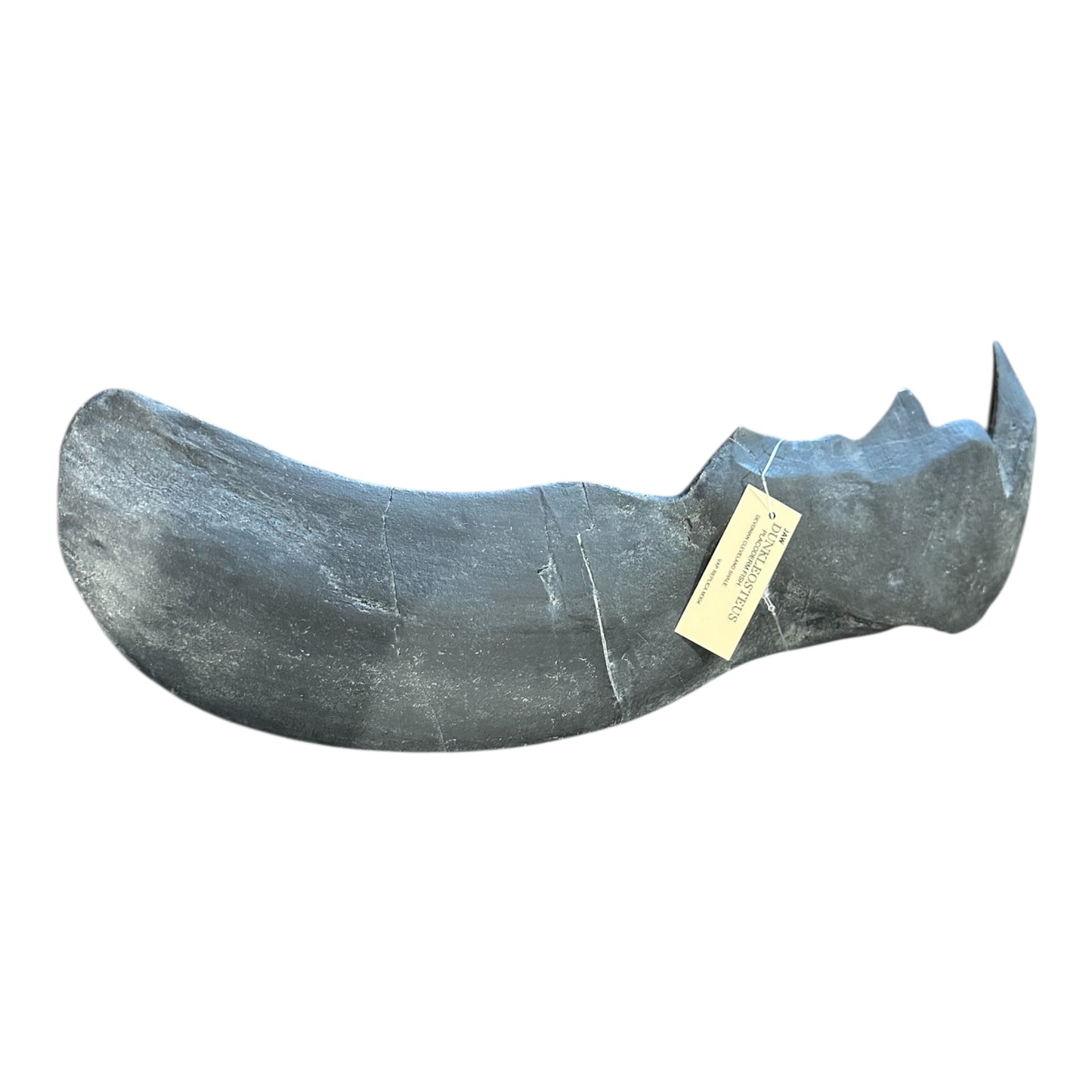 Jaw Replica (Dunkleosteus)
