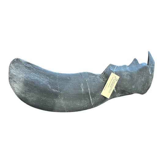 Jaw Replica (Dunkleosteus)