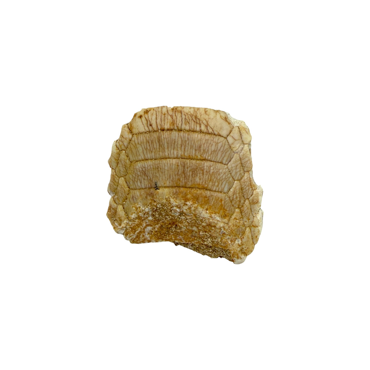 Fossil Eagle Ray Mouth Plate
