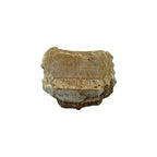 Fossil Eagle Ray Mouth Plate
