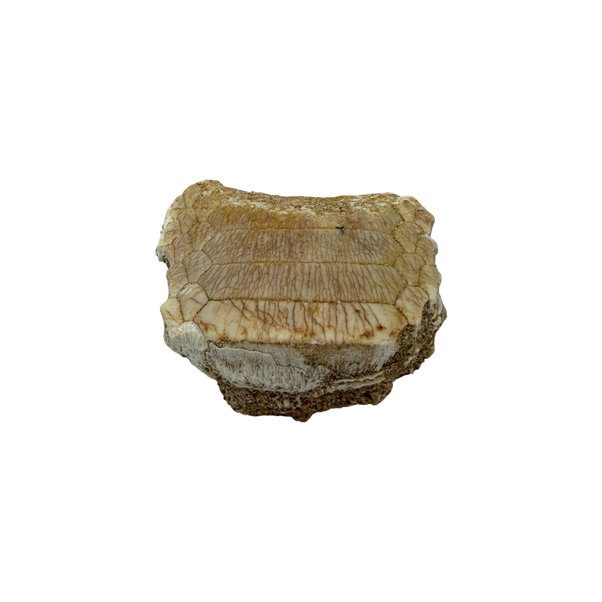 Fossil Eagle Ray Mouth Plate