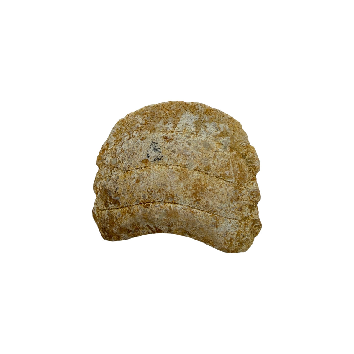 Fossil Eagle Ray Mouth Plate
