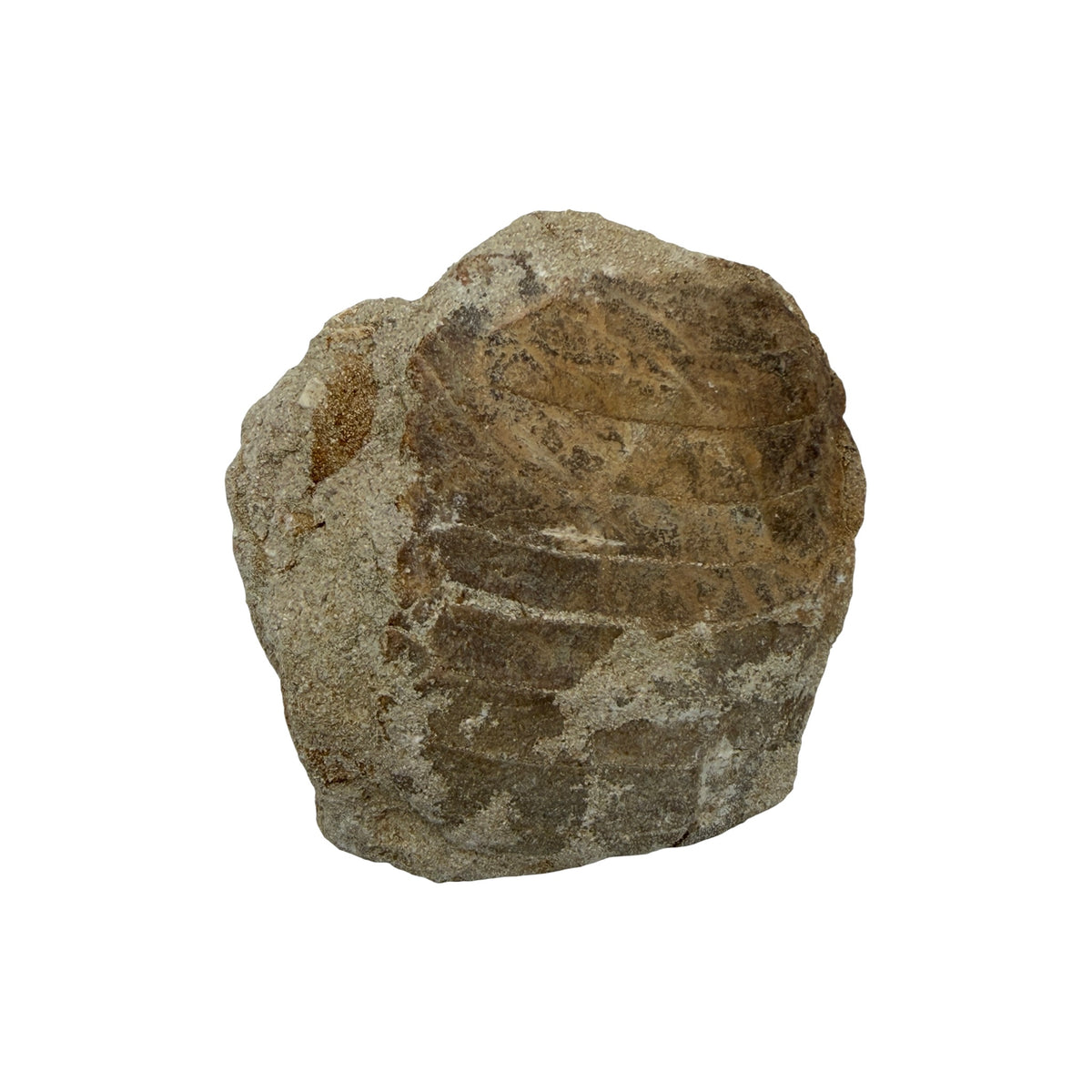 Fossil Eagle Ray Mouth Plate