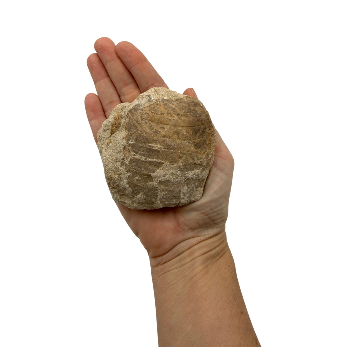 Fossil Eagle Ray Mouth Plate