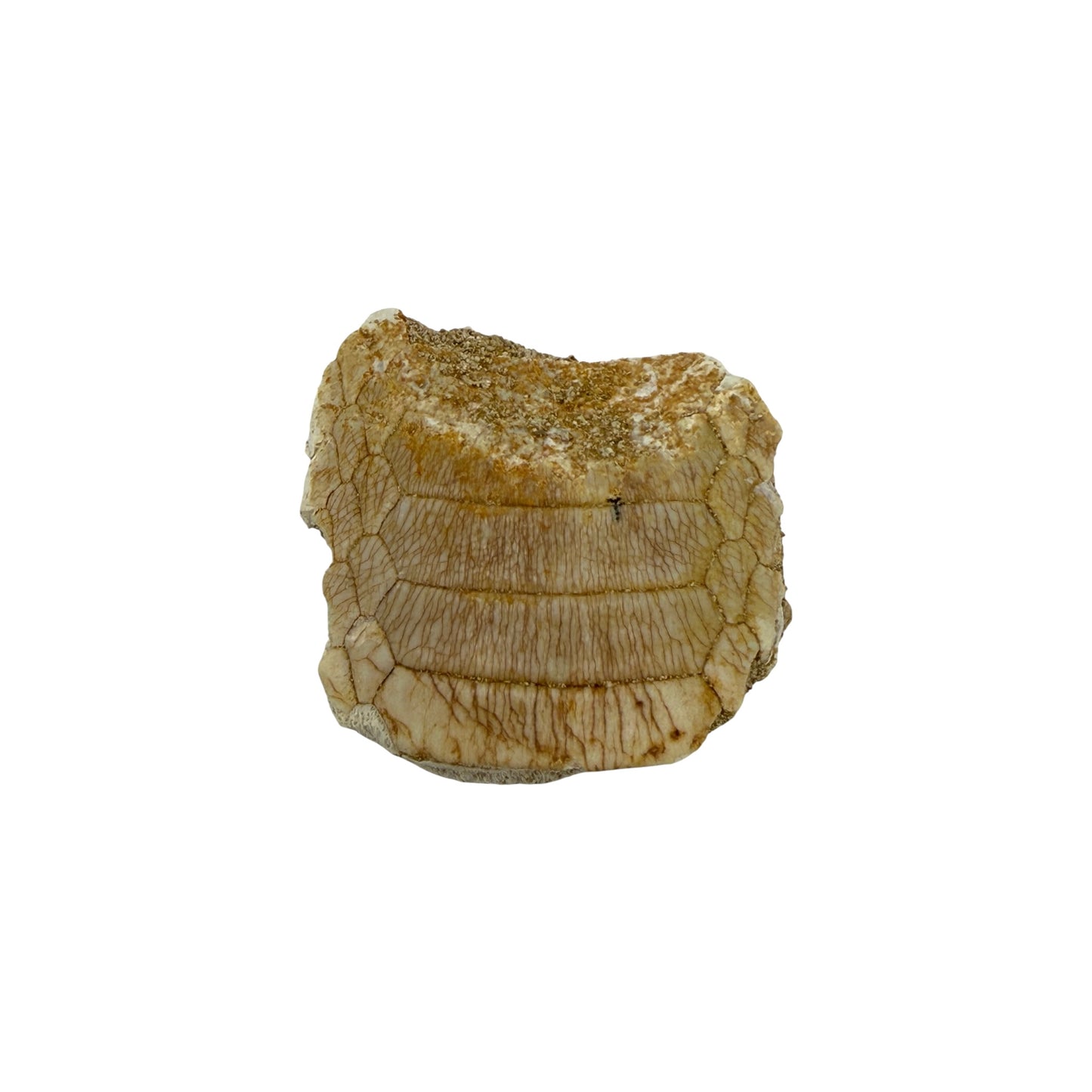 Fossil Eagle Ray Mouth Plate